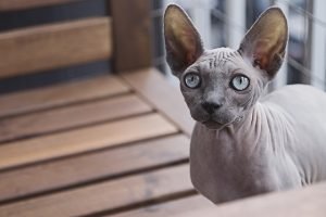 Sphynx cat quiz