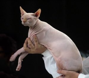 sphynx cat trivia