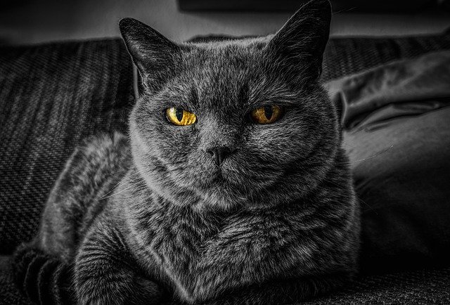 The Ultimate British Shorthair Quiz | 10 Questions