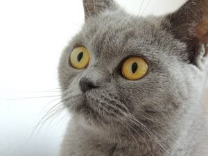 british shorthair trivia